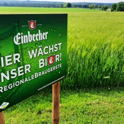 Braugerste wächst im Medienfokus