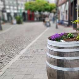 Zum Bockbierjahr soll Hopfen in der Altstadt aus den Fässern ranken